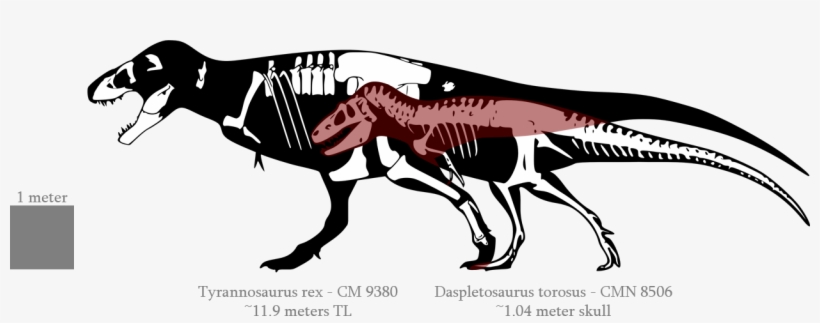 Tyrannosaurus Rex Clipart Tyrannus - Albertosaurus Vs T Rex Size, transparent png #3000747