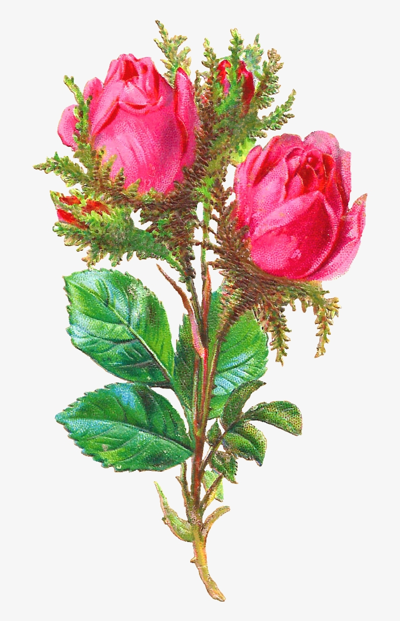 Pink Rose Image, transparent png #3001664