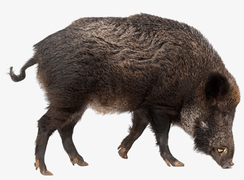 Free Png Boar Png Images Transparent - Boar Png, transparent png #3003316