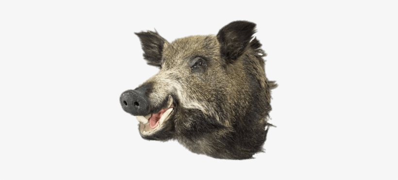 Boar Head - Mars & More Trophäe Wildschwein, transparent png #3003411