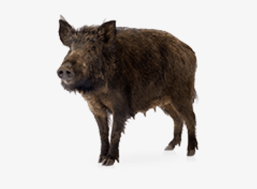 Free Png Boar Png Images Transparent - Wild Boar - Free Transparent PNG ...