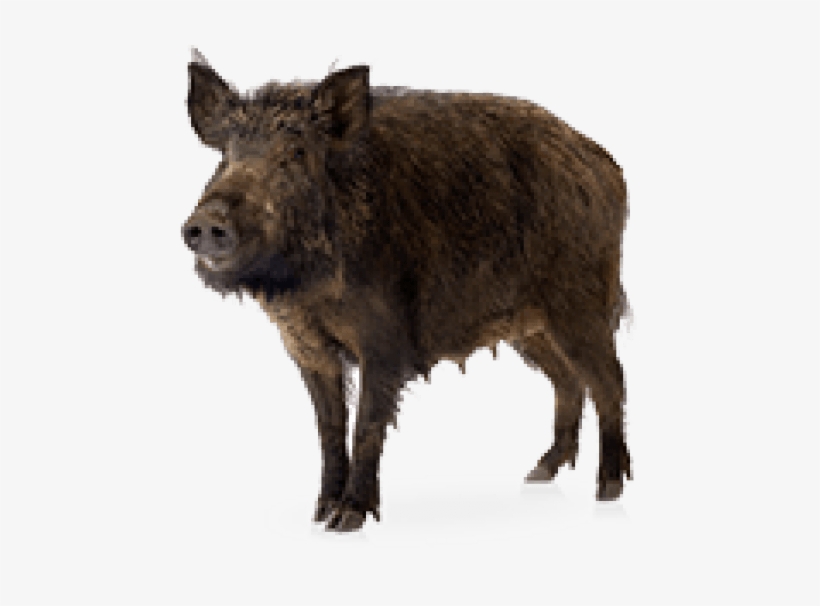 Free Png Boar Png Images Transparent - Wild Boar, transparent png #3003463