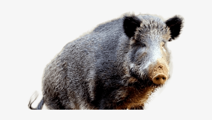 Free Png Boar Png Images Transparent - Wild Boar, transparent png #3003702