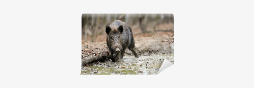 Wild Boar - Free Transparent PNG Download - PNGkey