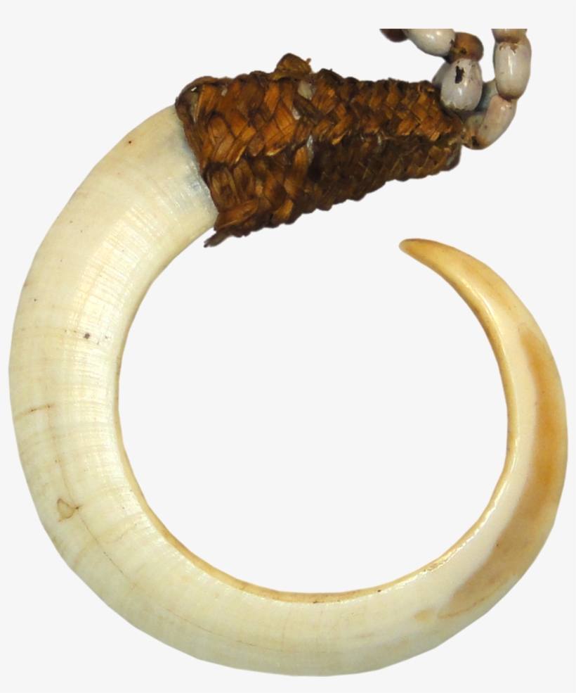 Papua New Guinea, Bena-bena Tribe, Boar Tusk On A String - Traditional Money In Papua New Guinea, transparent png #3004529