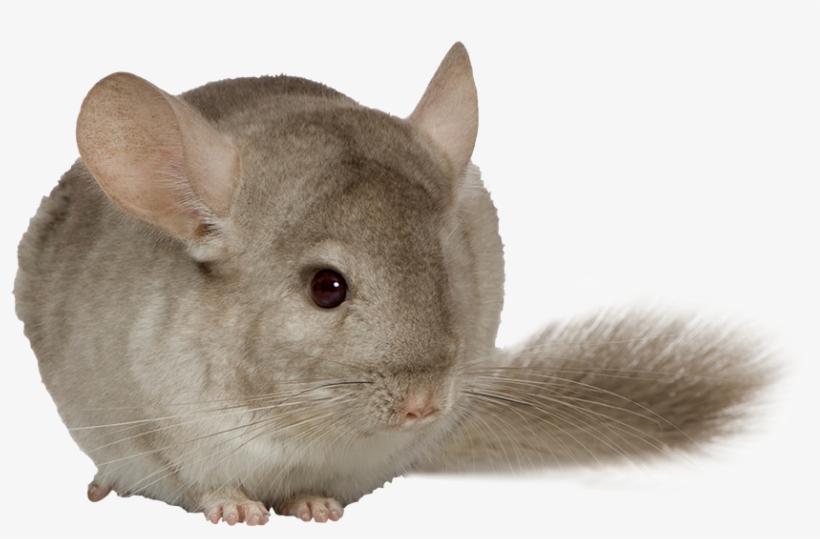 Chinchilla - Chinchilla Deli Nature 5 Star Menu - Chinchillas, transparent png #3005587
