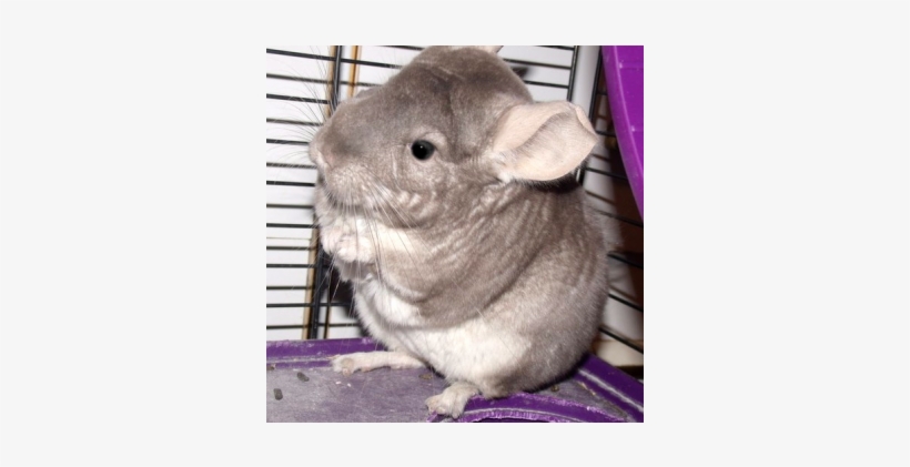 The Grumpy Chinchilla - Sky, transparent png #3005619