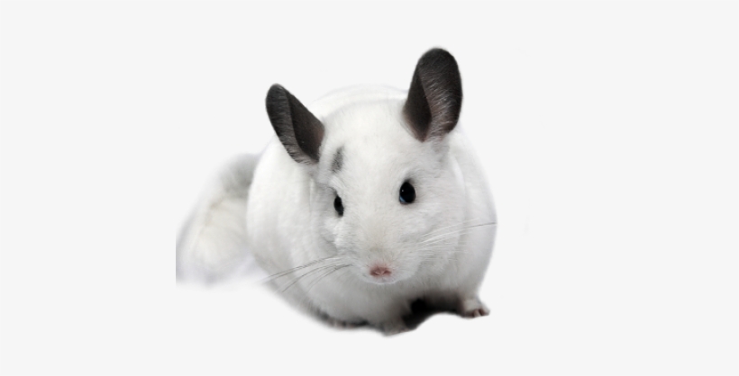 Chinchillas - - Белая Шиншилла Пнг, transparent png #3005710