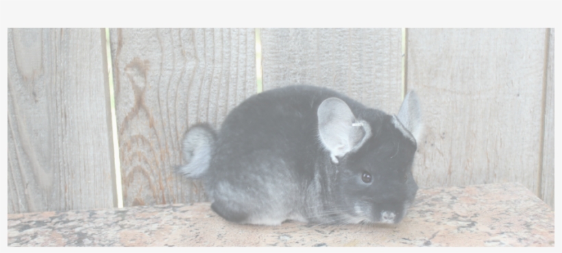 Picture - Chinchilla, transparent png #3005746