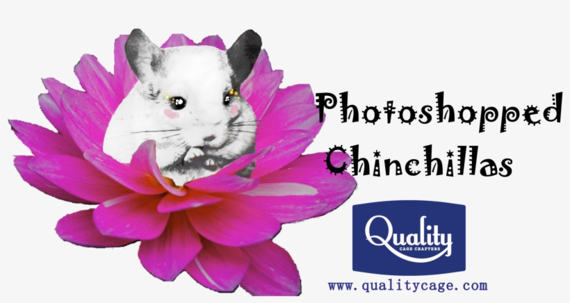 Photoshopped Images Can Be Hilarious, Beautiful, Or - Philosophy Of Humour By Paul Mcdonald, transparent png #3005931