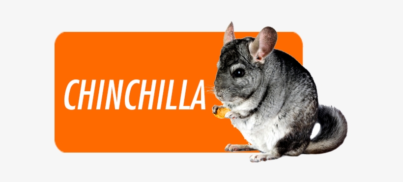 The Chinchilla Is Native To The Mountains Of South - Wallmonkeys Wall Decals Wallmonkeys Grey Chinchilla, transparent png #3006067