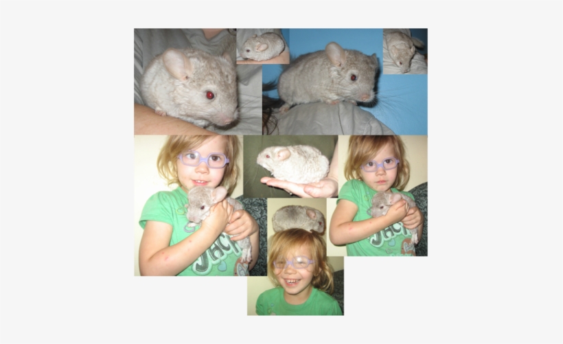 Picture - Rat, transparent png #3006070