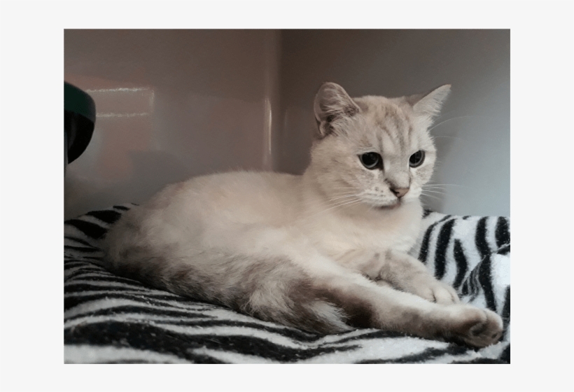 Photo Of Angel - Squitten, transparent png #3006215