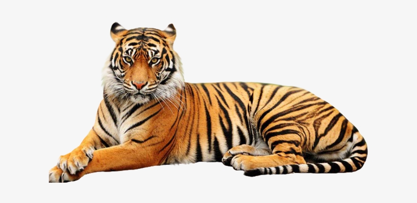 Tiger Head Png - Point Defiance Zoo & Aquarium, transparent png #3007898