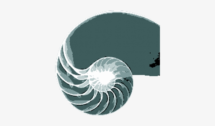 Golden Spiral - Sequencia De Fibonacci, transparent png #3008095