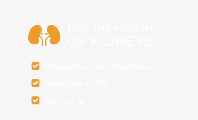 Test The Health Of Kidneys, Shows Check Mark Next To - Kidney, transparent png #3008769