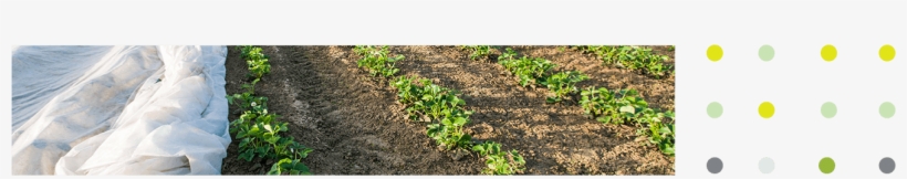 Covering Rows Of Young Plants With Non Woven Fabrics - Field, transparent png #3009846