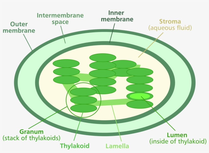 file chloroplast diagram svg thylakoid space and venn diagram of stroma and granum