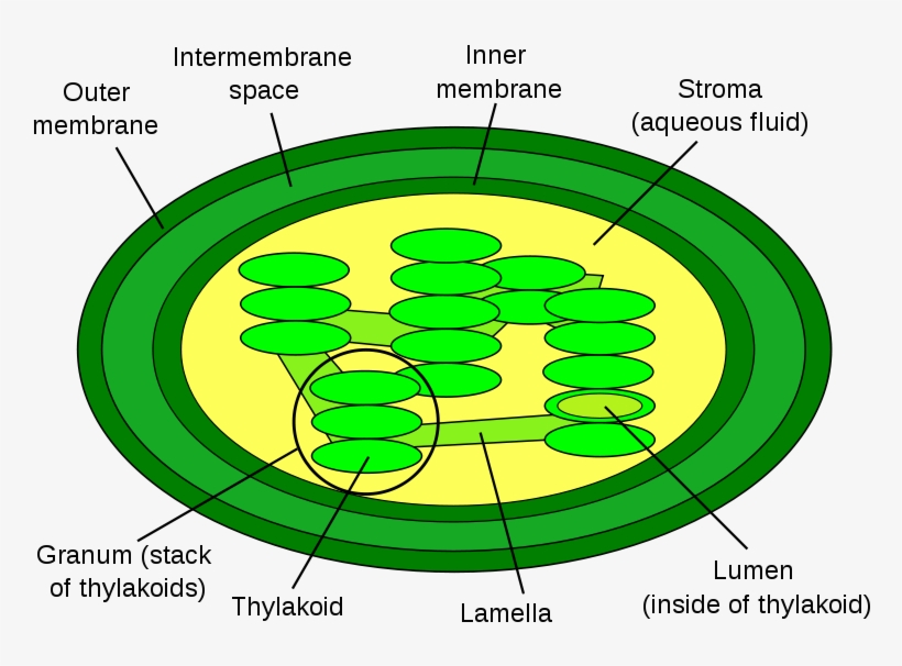 File - Chloroplast Diagram - Svg - Pub Dom - 5 Structures Of Chloroplast, transparent png #3010658