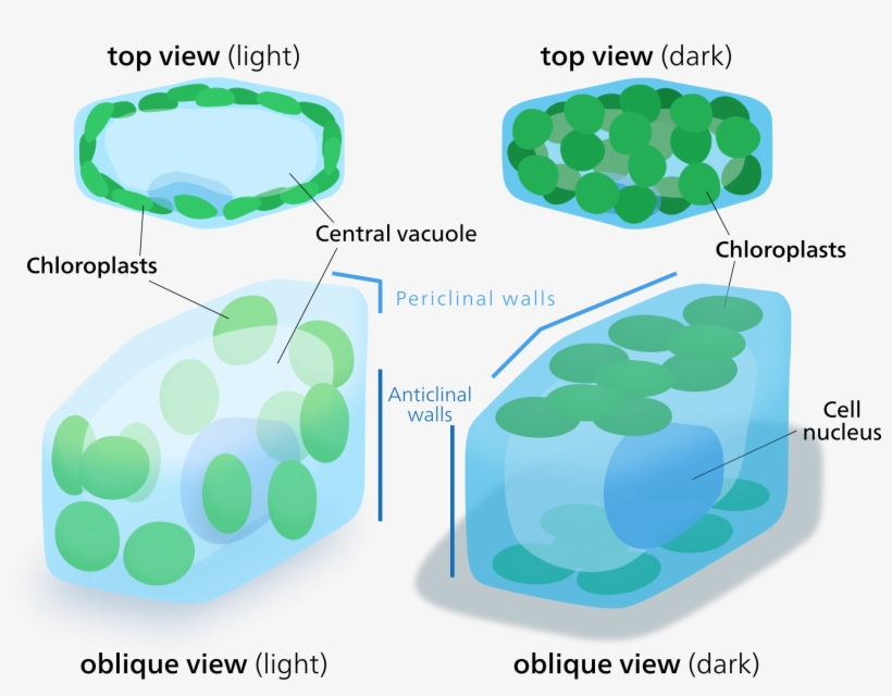 Open - Chlorophyll In Cyanobacteria Location, transparent png #3010752