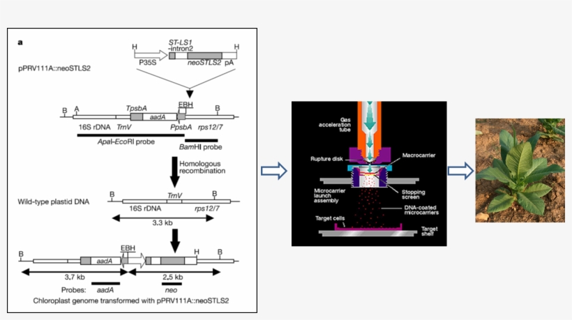 Figure 2 Chloroplast Stls2 - Chloroplast, transparent png #3010799