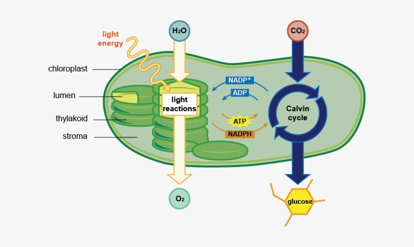 Photosynthesis & Respiration - Photosynthesis Reactions In The Chloroplast, transparent png #3010804