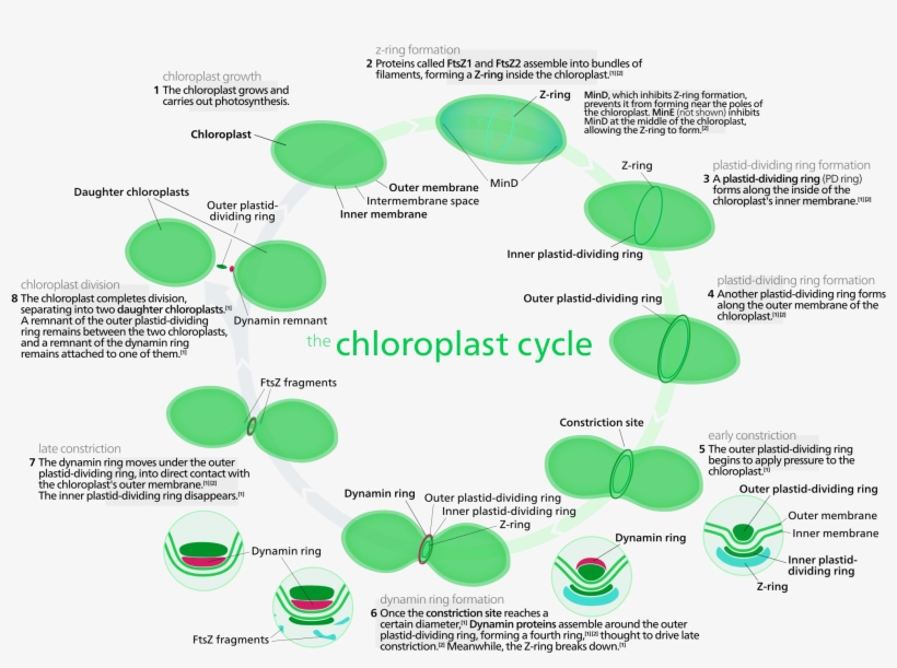 Open - Chloroplast, transparent png #3010839
