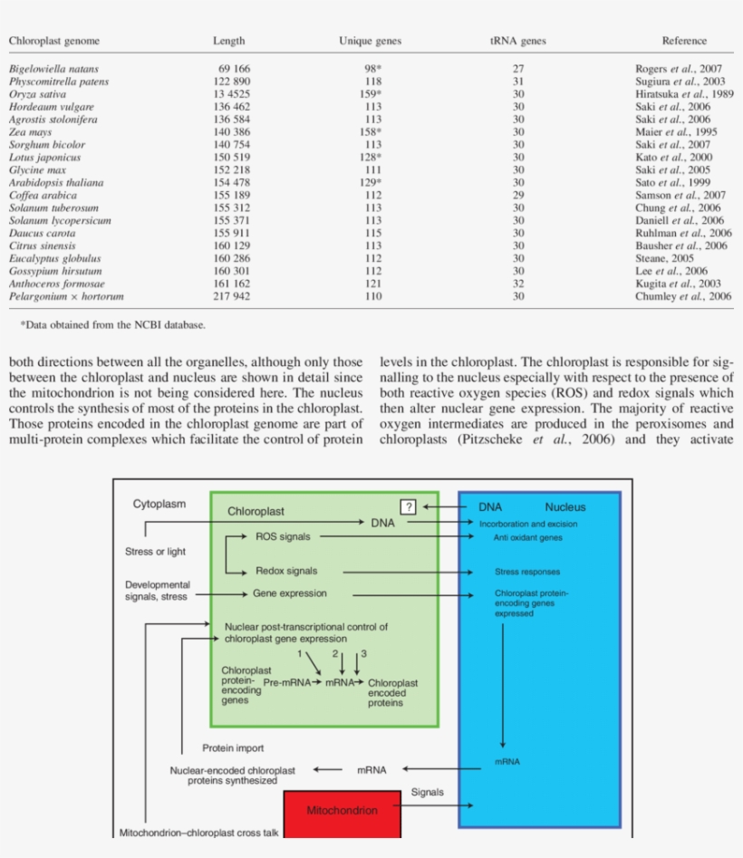 Chloroplast Genome Sizes And Number Of Genes From Various - Genome, transparent png #3010888