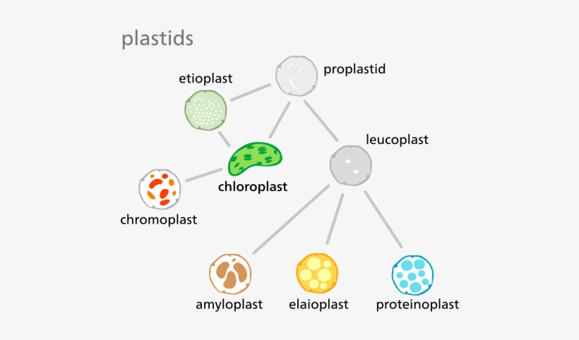 Image/visual - Chloroplast - Chloroplast Meaning In Urdu, transparent png #3010920