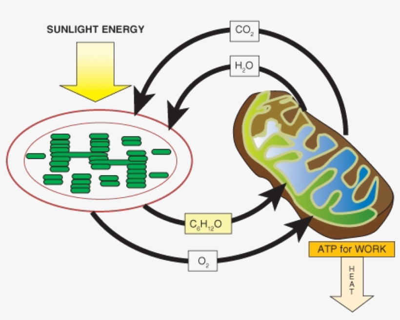 Diagram Representing The Relationship Between Photosynthesis, transparent png #3010956