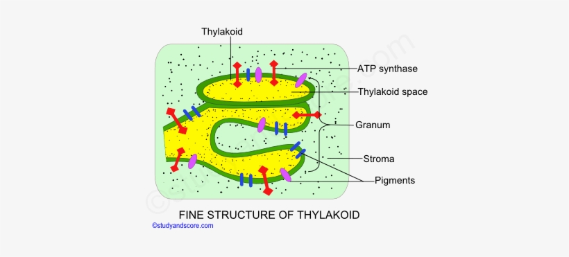 Fine Structure Of Thylakoid, Chloroplast, Granum, Sroma, - Diagram, transparent png #3010978