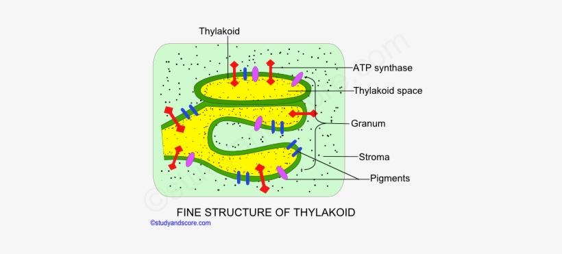 fine structure of thylakoid chloroplast granum sroma venn diagram of stroma and granum