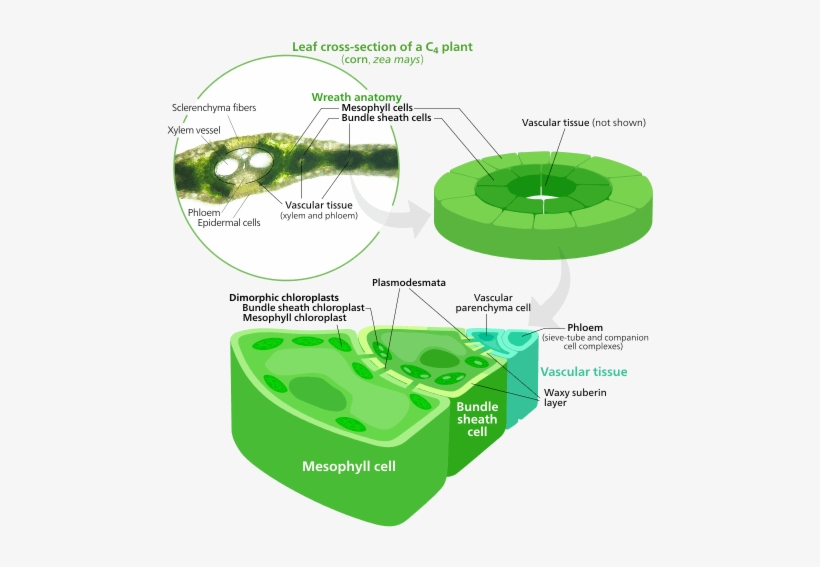 The Two Types Of Cells Contain Different Types Of Chloroplasts - Photosynthesis Cell Type, transparent png #3011019