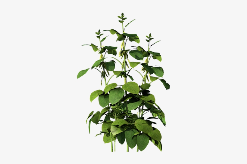 Corn Clipart Soybean Plant - Houseplant, transparent png #3011046