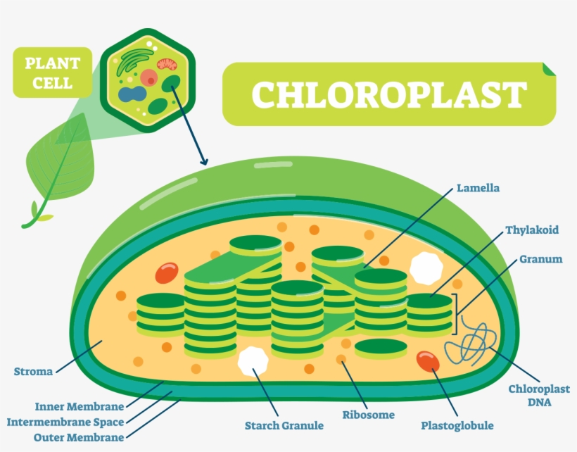 11e - Chloroplast In A Plant Cell, transparent png #3011076