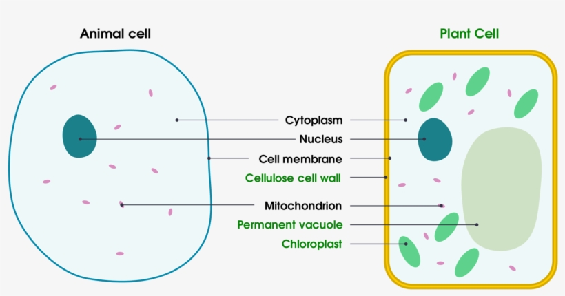 1 Basic Structure Of Animal And Plant Cells - Plant Cell And Animal Cell Simple, transparent png #3011160