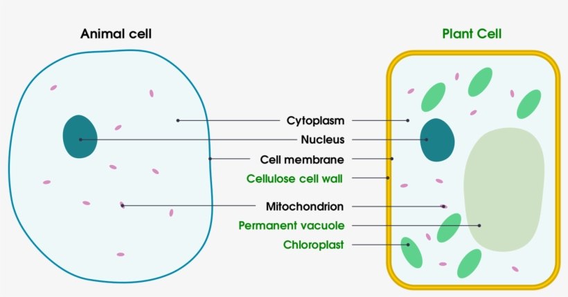 1 Basic Structure Of Animal And Plant Cells Plant Cell And