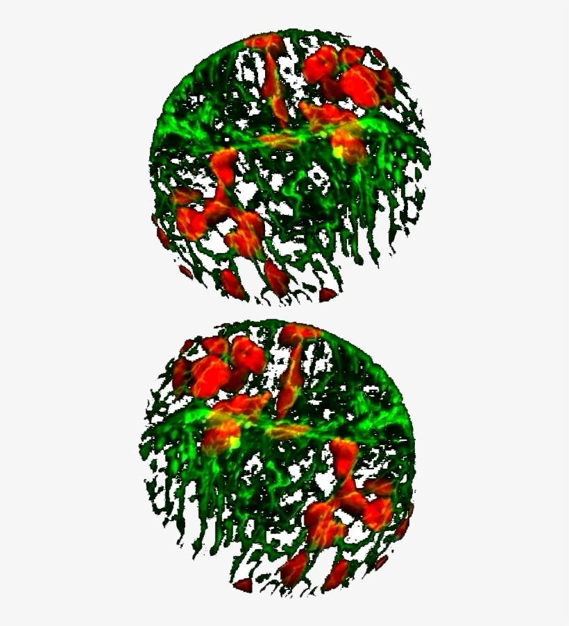 Decorative Image Of Chloroplasts And Mitochondria In - Biology, transparent png #3011189