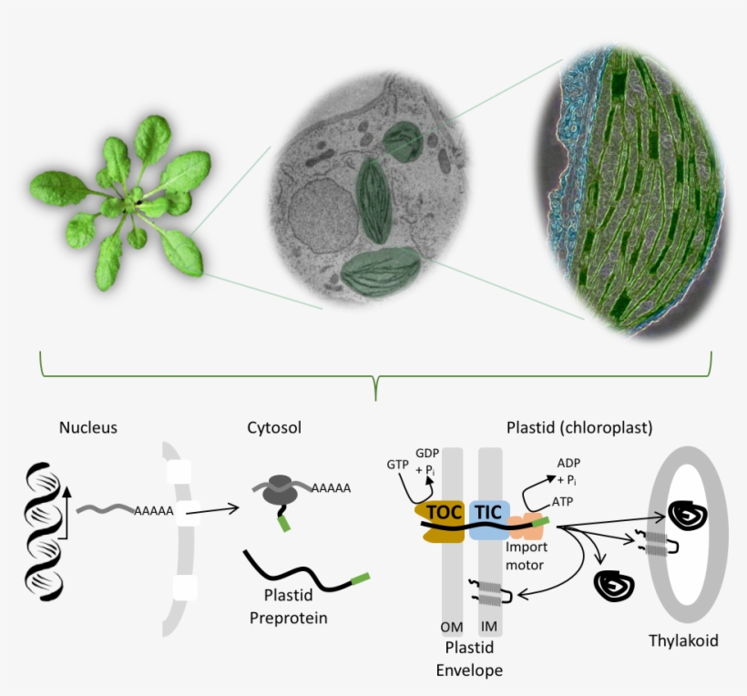 Image1 - Fig.1, transparent png #3011228
