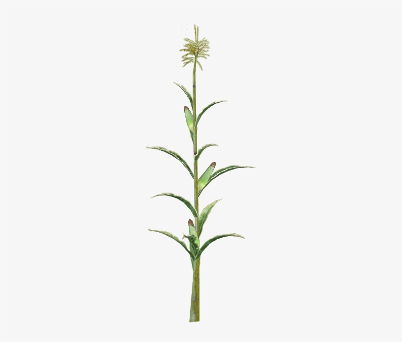 Corn Slice - Fire-star Orchid, transparent png #3011288