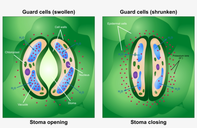 Difference Between Guard Cell And Epidermal Cell - Guard Cell, transparent png #3011289