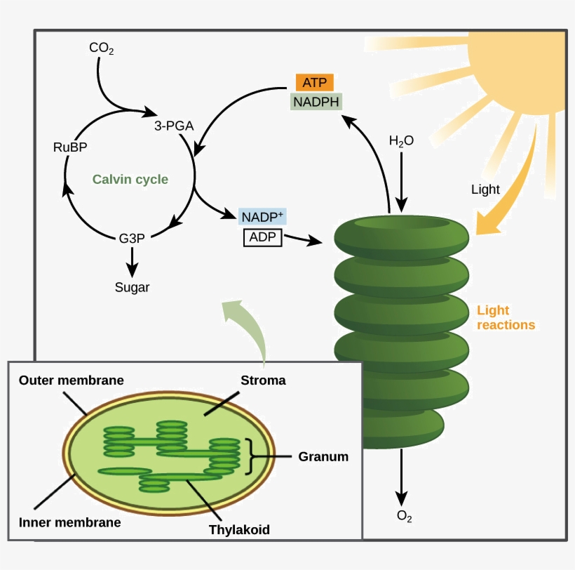 Horse Eye Diagram New Eye Anatomy And Physiology Equine