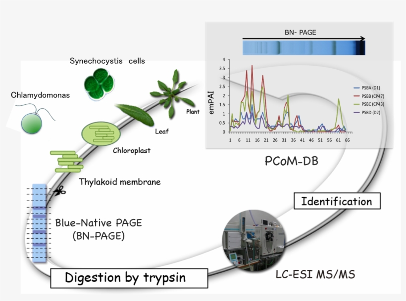 The Technology To Analyze The Function Of Chloroplast - Diagram, transparent png #3011386