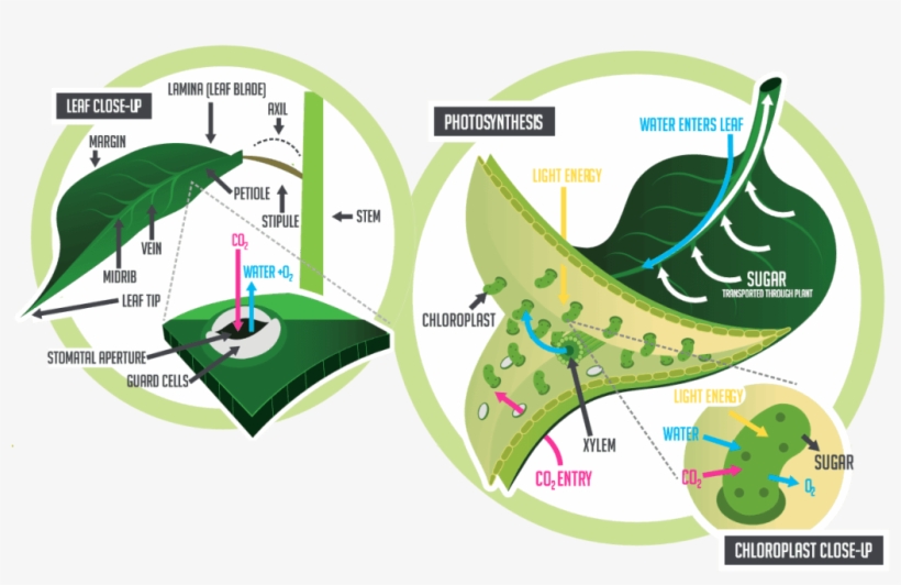 #4 Photosynthesis - Leafblade In Photosynthesis, transparent png #3011405