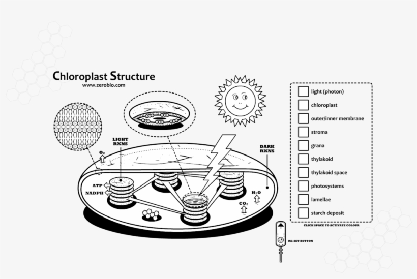 Circle, transparent png #3011431