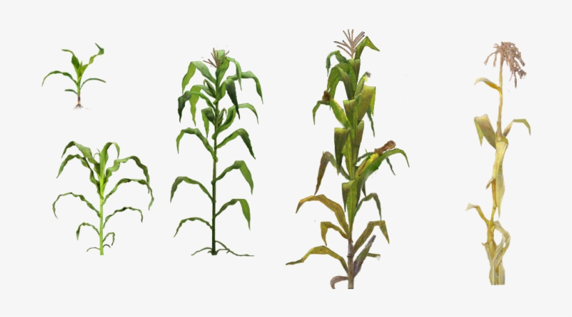 Pin Corn Plant Clipart - Corn Plant Png, transparent png #3011525