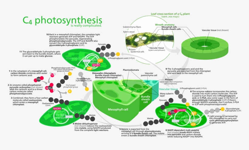 C4 Photosynthesis, transparent png #3011579