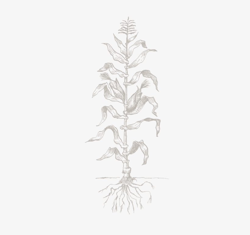 Sketch, transparent png #3011600