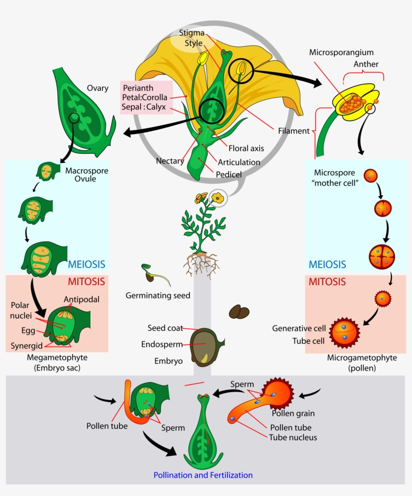 Corn Plant Diagram - Relationships Among Structures Of Flowers Fruits And, transparent png #3011642