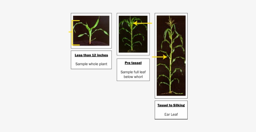 Corn - Ear Leaf Sample Corn, transparent png #3011680